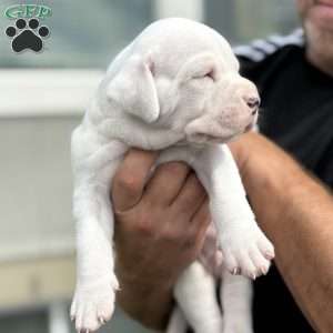 Duff, Dogo Argentino Puppy